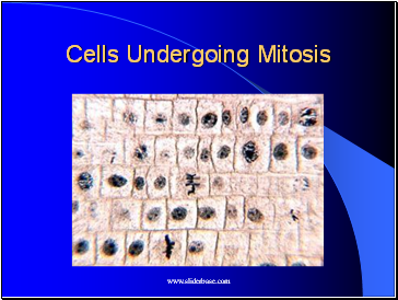 Cells Undergoing Mitosis