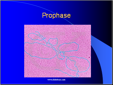 Prophase