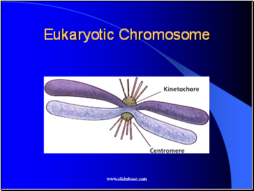 Eukaryotic Chromosome