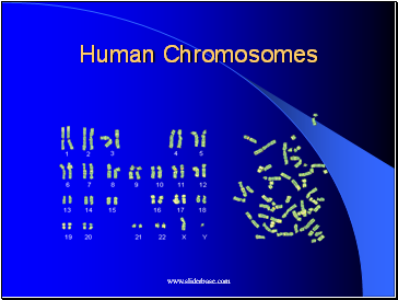 Human Chromosomes