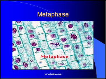 Metaphase