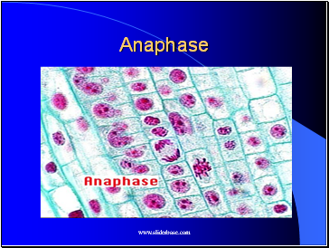 Anaphase