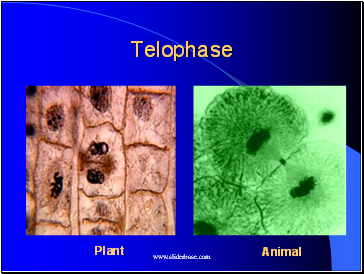 Telophase