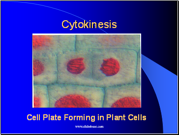 Cytokinesis