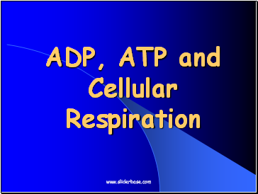 ADP, ATP and Cellular Respiration