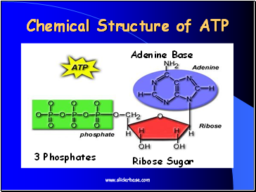 Chemical Structure of ATP