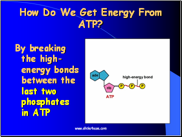 How Do We Get Energy From ATP?