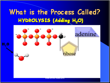 What is the Process Called?