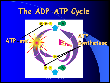 The ADP-ATP Cycle