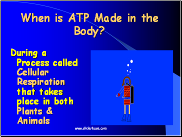 When is ATP Made in the Body?