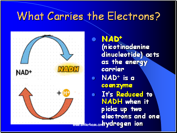 What Carries the Electrons?