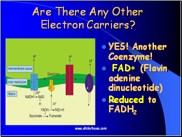 Are There Any Other Electron Carriers?