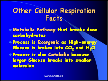 Other Cellular Respiration Facts