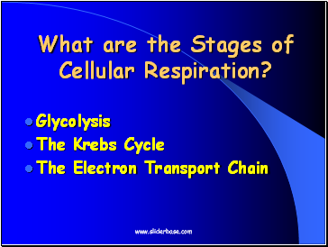 What are the Stages of Cellular Respiration?