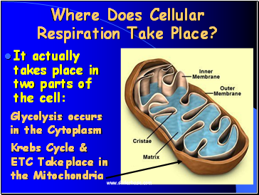 Where Does Cellular Respiration Take Place?