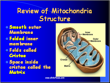 Review of Mitochondria Structure