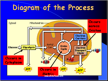 Diagram of the Process