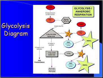 Glycolysis Diagram