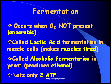 Fermentation