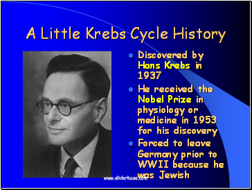 A Little Krebs Cycle History