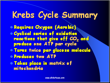 Krebs Cycle Summary
