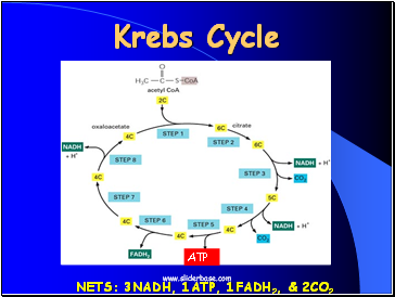 Krebs Cycle