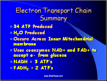 Electron Transport Chain Summary