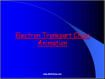 Electron Transport Chain Animation
