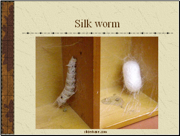 Silk worm
