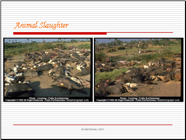 Animal Slaughter