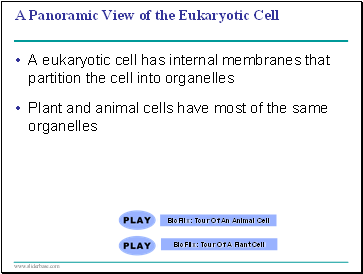 A Panoramic View of the Eukaryotic Cell