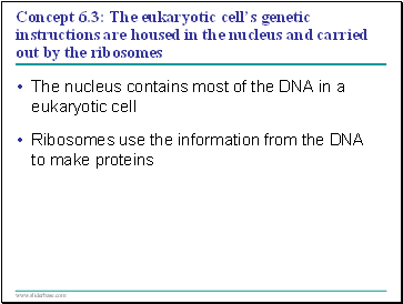 Concept 6.3: The eukaryotic cells genetic instructions are housed in the nucleus and carried out by the ribosomes