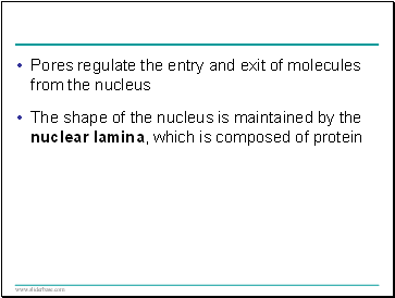 Pores regulate the entry and exit of molecules from the nucleus