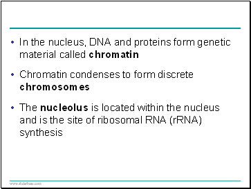 In the nucleus, DNA and proteins form genetic material called chromatin