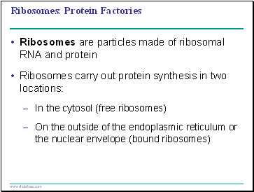 Ribosomes: Protein Factories