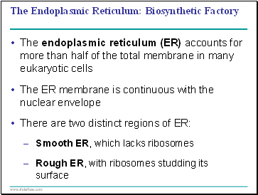 The Endoplasmic Reticulum: Biosynthetic Factory