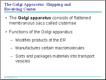 The Golgi apparatus consists of flattened membranous sacs called cisternae