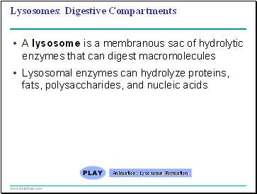 Lysosomes: Digestive Compartments