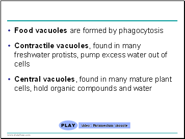 Food vacuoles are formed by phagocytosis