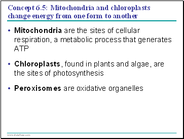 Concept 6.5: Mitochondria and chloroplasts change energy from one form to another