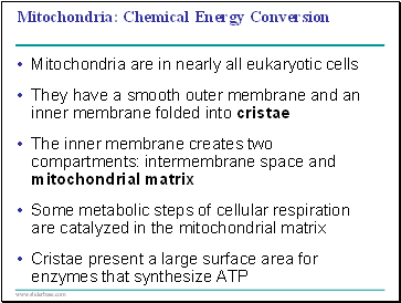 Mitochondria: Chemical Energy Conversion