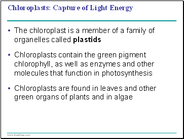 Chloroplasts: Capture of Light Energy