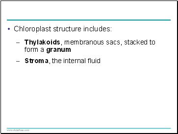 Chloroplast structure includes: