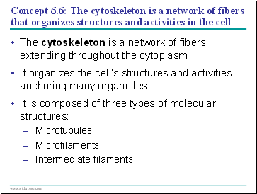 Concept 6.6: The cytoskeleton is a network of fibers that organizes structures and activities in the cell