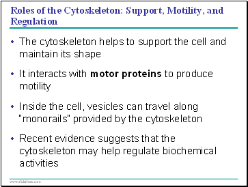 Roles of the Cytoskeleton: Support, Motility, and Regulation