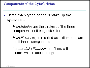 Components of the Cytoskeleton