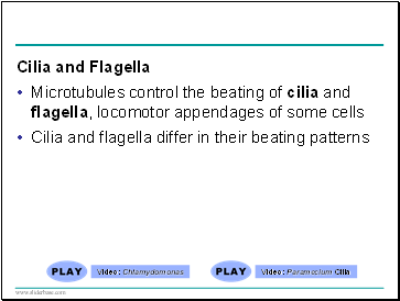 Cilia and Flagella