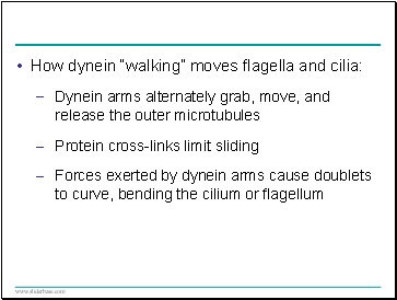 How dynein walking moves flagella and cilia: