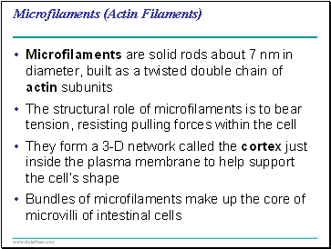 Microfilaments (Actin Filaments)