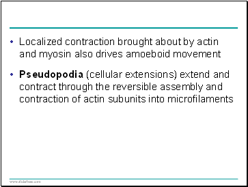 Localized contraction brought about by actin and myosin also drives amoeboid movement